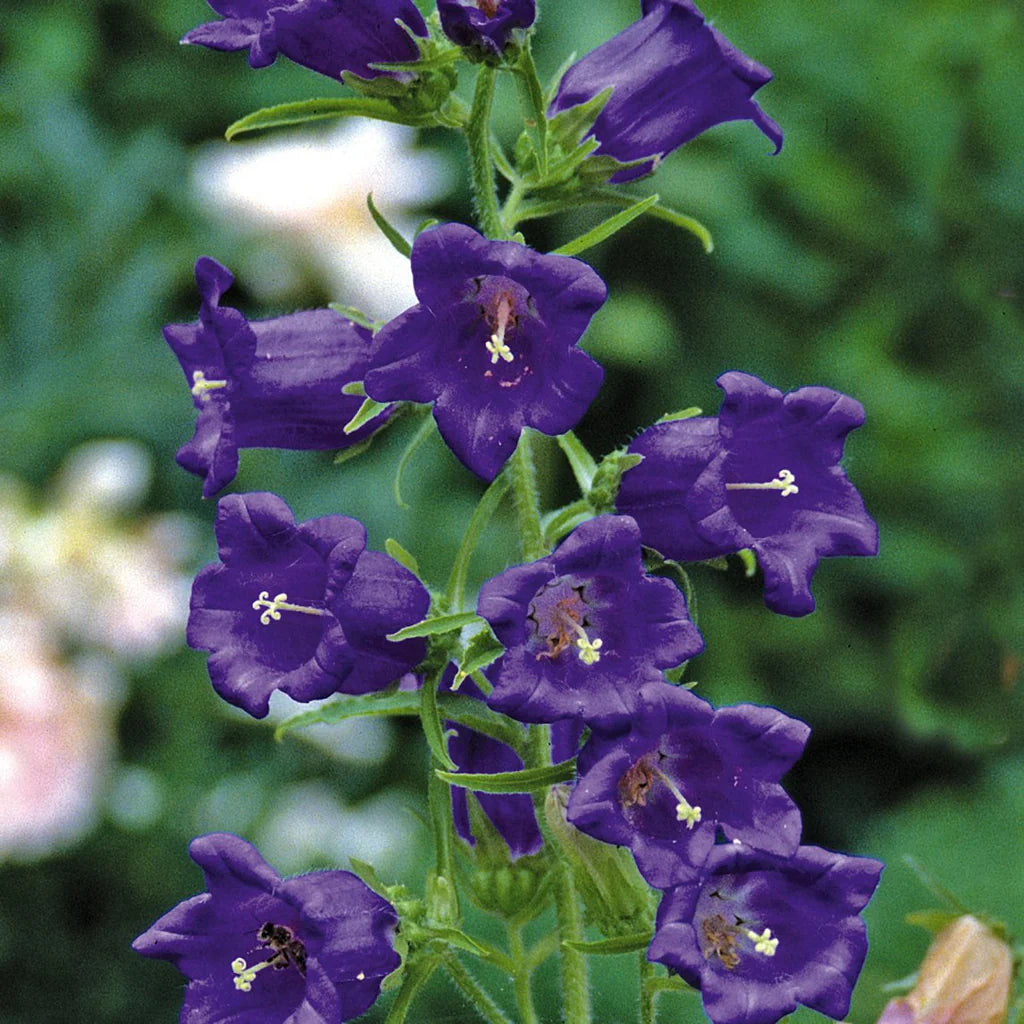 Violet Canterbury Bells Flower Seeds for Planting – Heirloom Non-GMO Garden Seeds