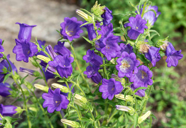 Violet Canterbury Bells Flower Seeds for Planting – Heirloom Non-GMO Garden Seeds