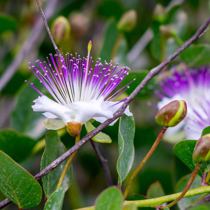 Blå Kapers Blomsterfrø til udplantning - 100 stk