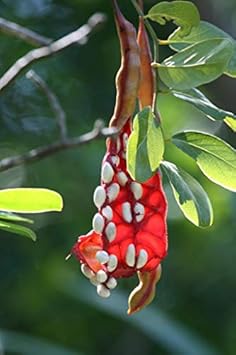 Capparis cynophallophora Jamaican Caper Seeds for Planting