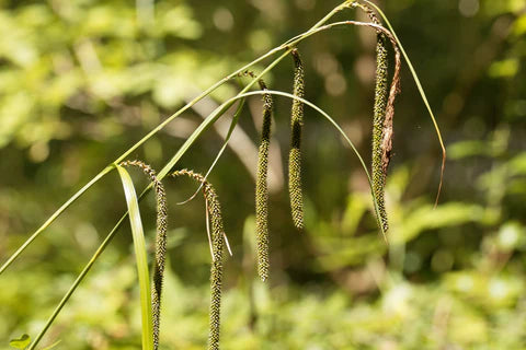 Carex Pendula Seeds for Planting – Elegant Drooping Sedge Grass, Perennial Ornamental Seeds for Shade Gardens