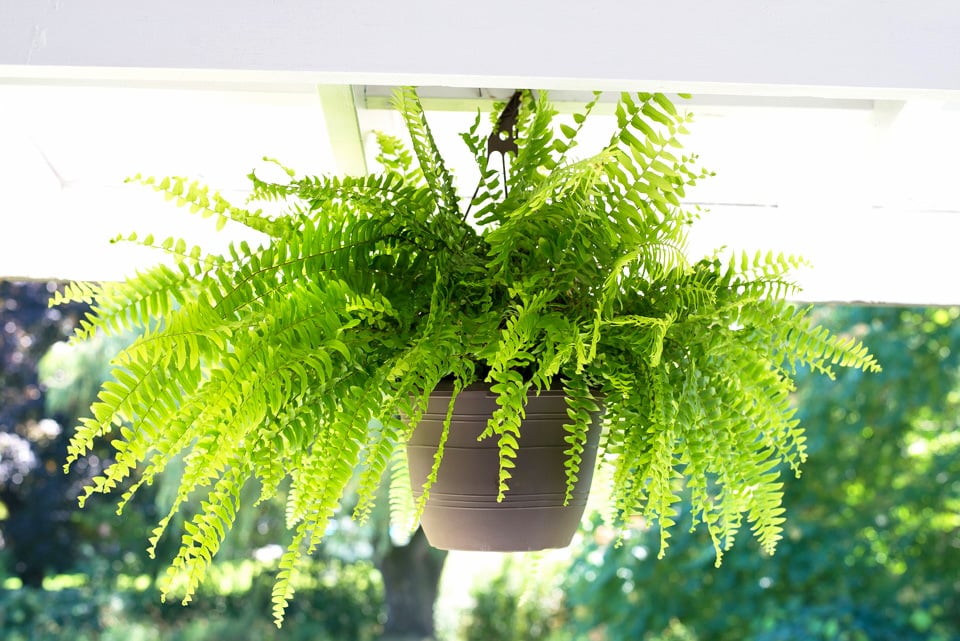 Fern Plant Seeds for Planting Mixed 100 pcs