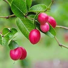 Carissa Carandas Lime Berry Fruit Seeds for Planting