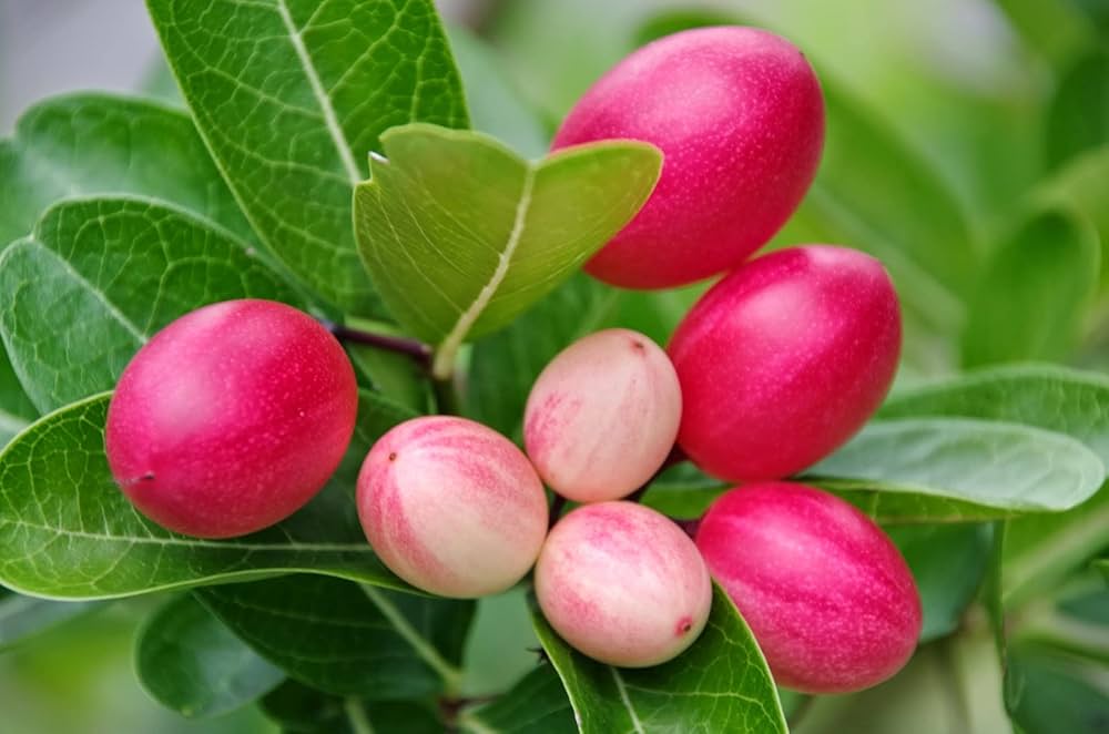 Carissa Carandas Lime Berry Fruit Seeds for Planting