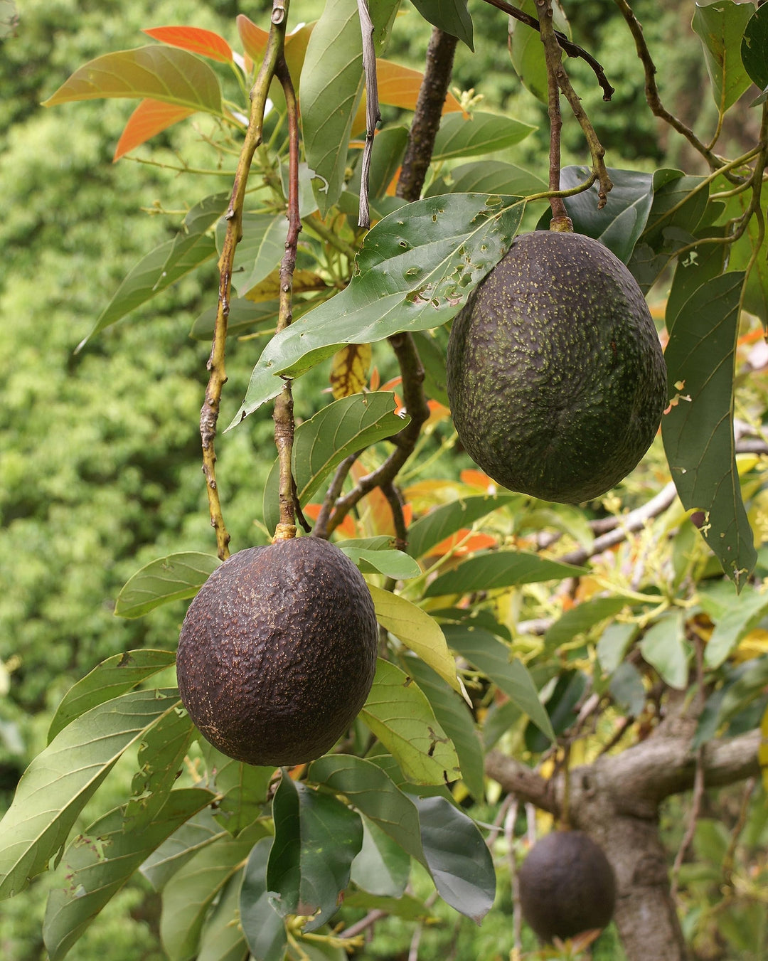 Carmen Hass Avocado Seeds for Planting