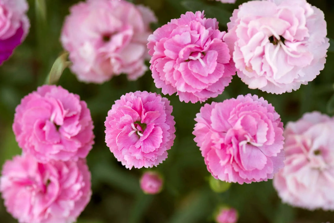 carnation dianthus flower seeds