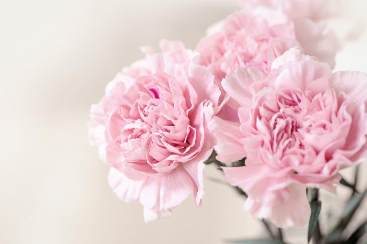 Carnations Flower Seeds for Planting - Light Pink 100 pcs