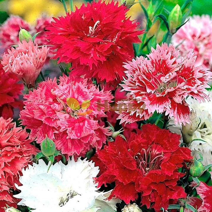 Blandede Dianthus Sonata Blomsterfrø til udplantning - 100 stk