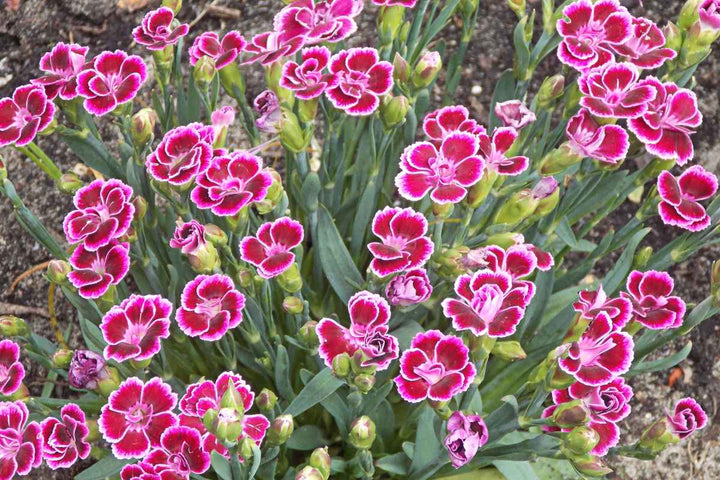White Pink Carnation Flower Seeds for Planting – Heirloom, Non-GMO, High Germination Organic Garden Seeds