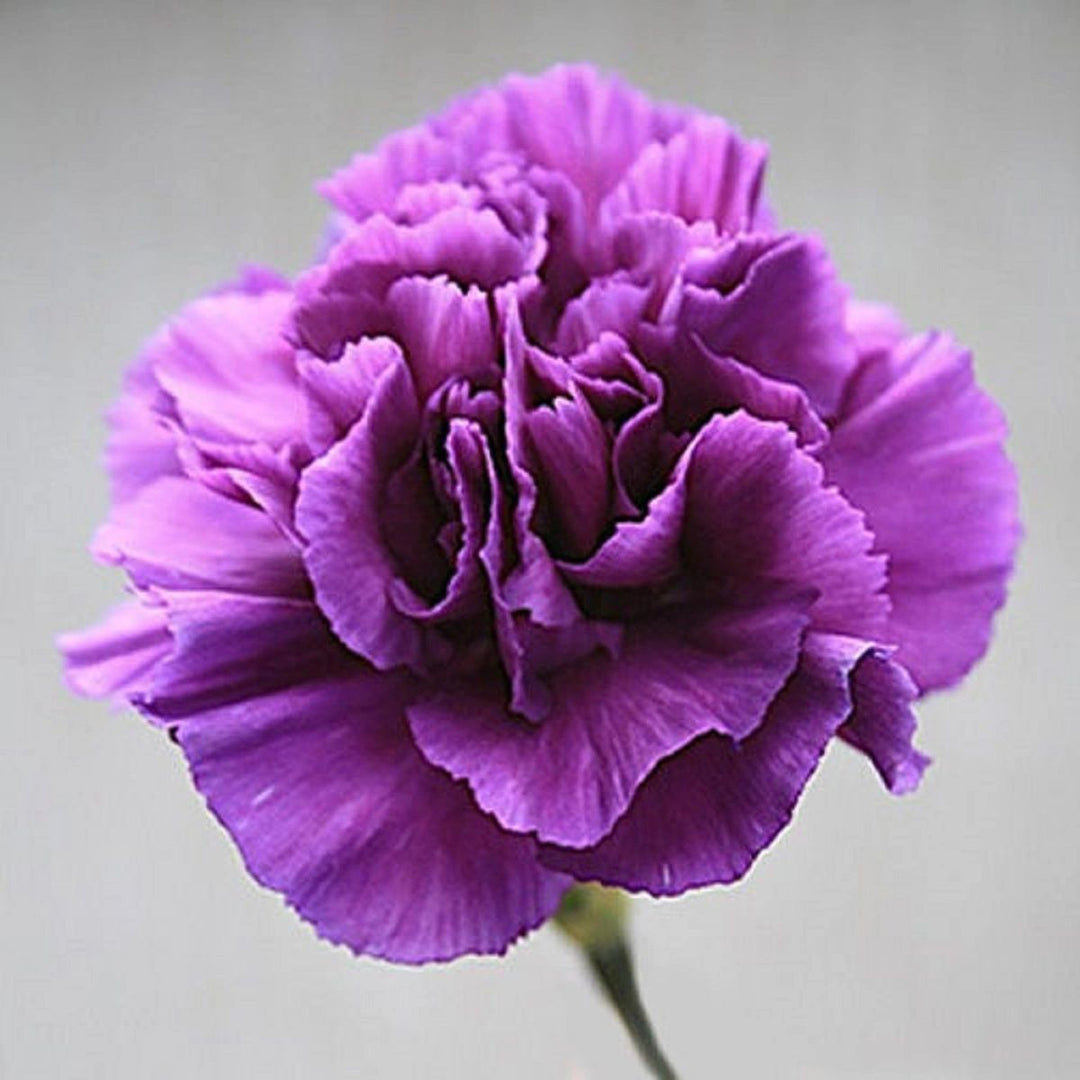 Violet Carnation Flower Seeds – Heirloom Non-GMO Flower Seeds for Planting