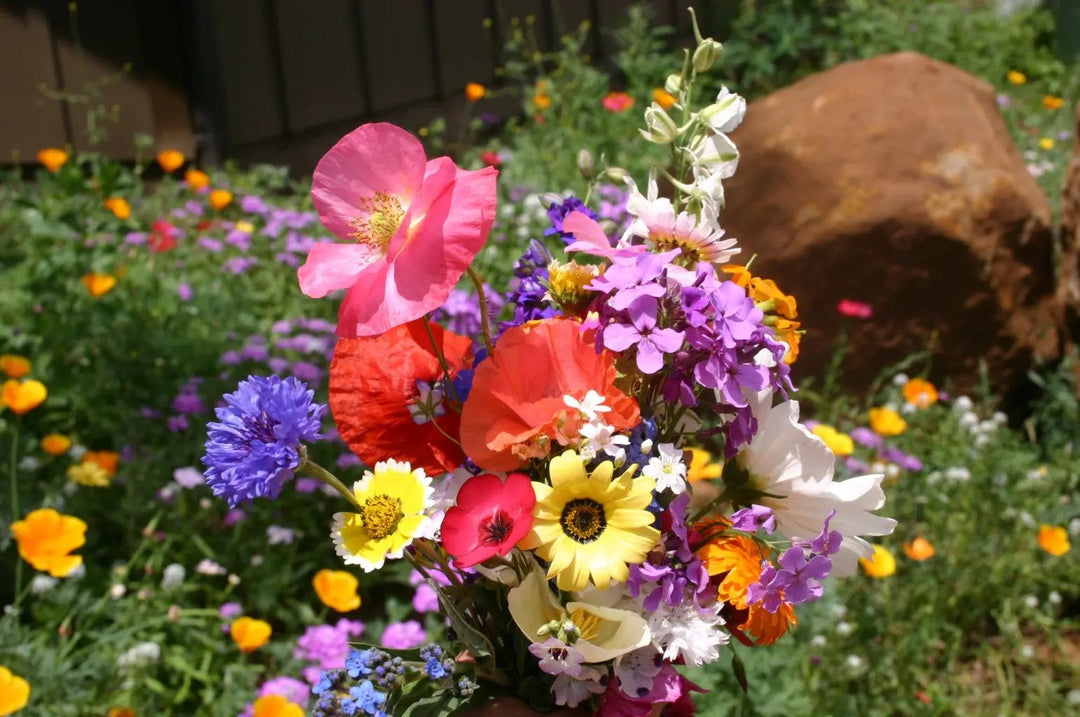 mixed cascade flower seeds