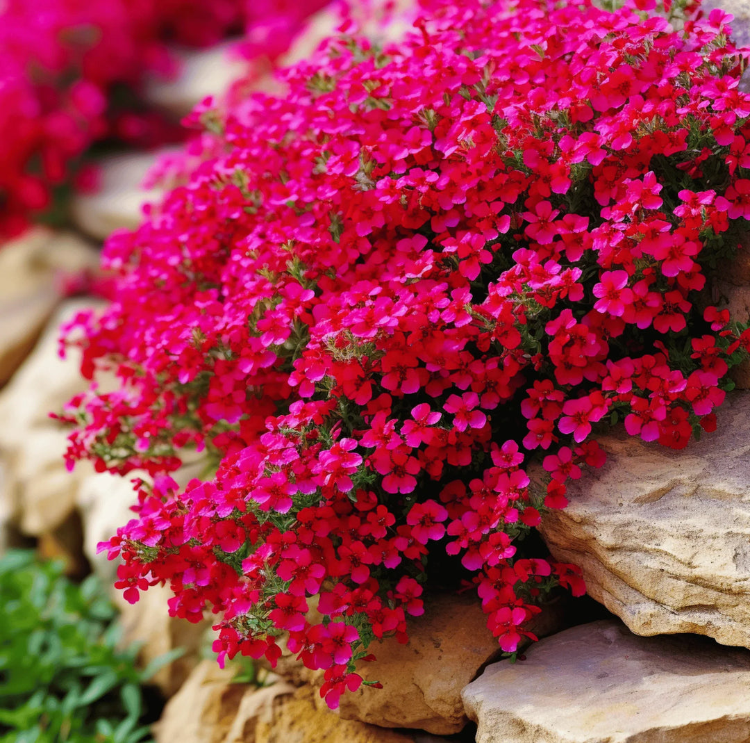red rock flower seeds