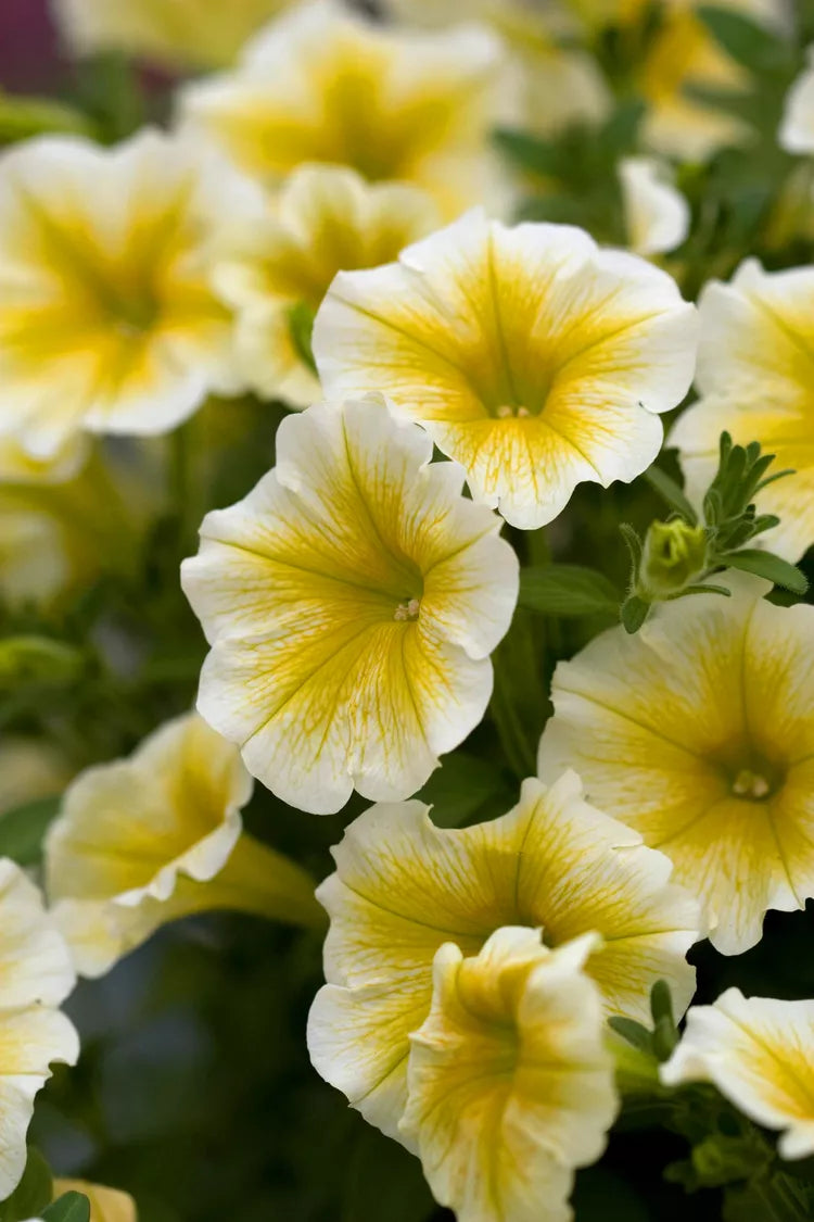 Yellow and White Petunia Flower Seeds for Planting - Heirloom, NON-GMO, Easy to Grow Blooms