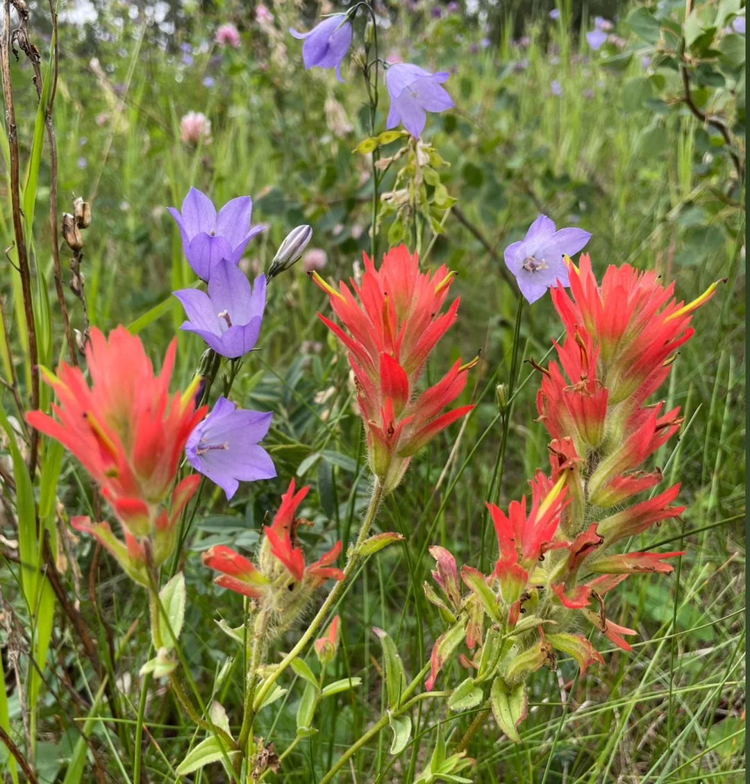Heirloom Non-GMO Castilleja Indivisa Flower Seeds for Planting – Native Wildflower Blooming Seeds, High Germination