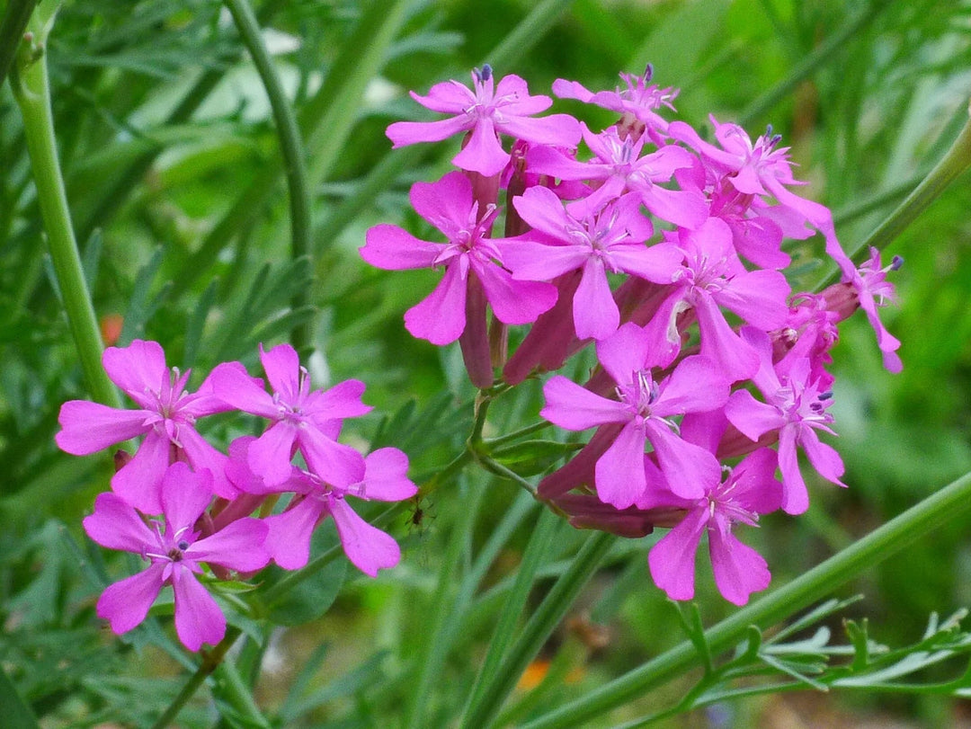 radiata orchid flower seeds