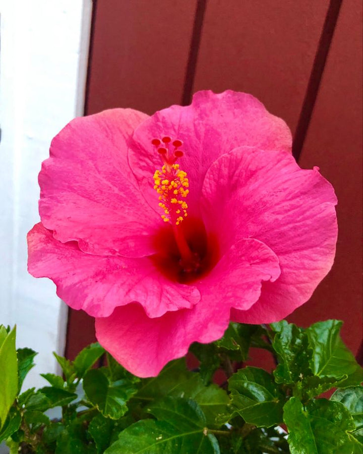 Mørkelyserøde Hibiscus Blomsterfrø - 100 stk