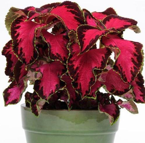 Coleus Sun “Chocolate Covered Cherry” Flower Seeds for Planting – Heirloom Non-GMO Seeds, High Germination Organic Garden