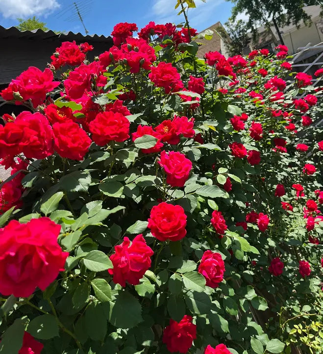 Røde klatreroser Blomsterfrø til udplantning - 100 stk