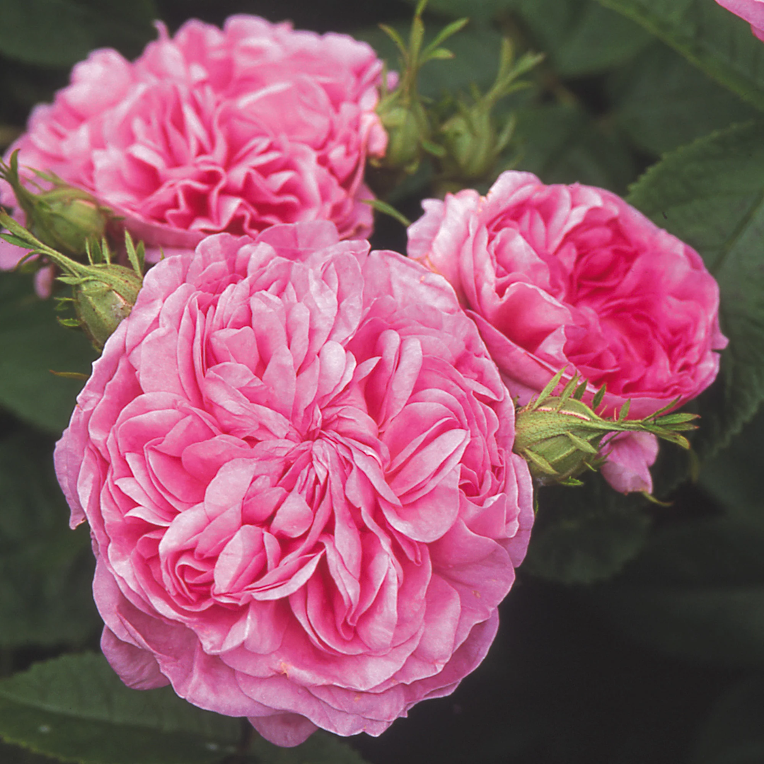 pink heirloom flower seeds