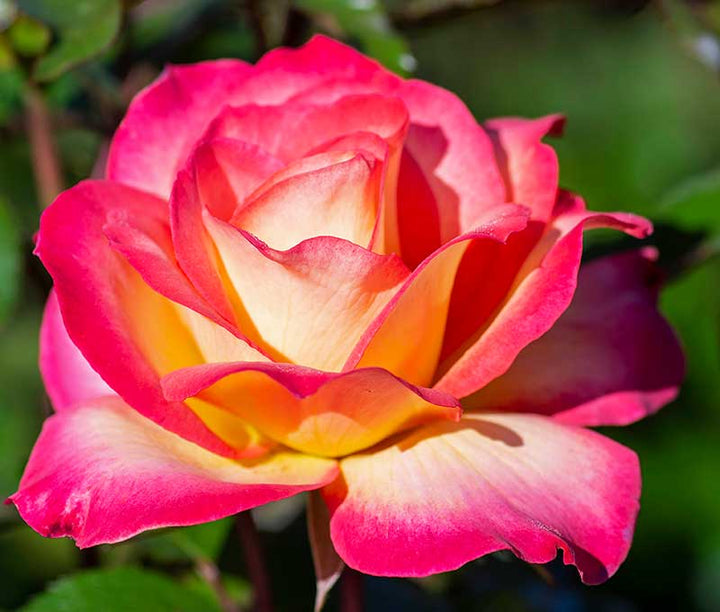 Sorbet Roses Floribunda Seeds for Planting – Heirloom Non-GMO Flower Garden Seeds | High Germination