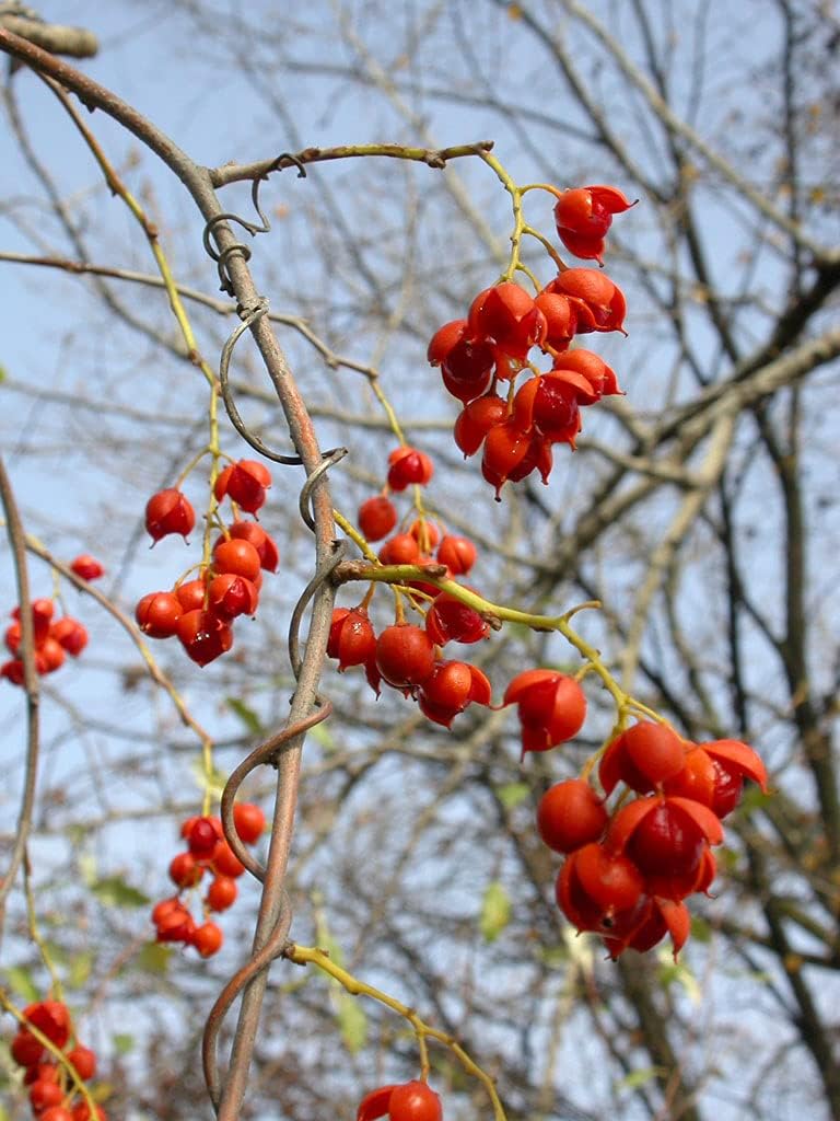 Celastrus Fruit Seeds
