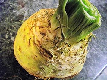 Celery (Apium graveolens) Seeds for Planting