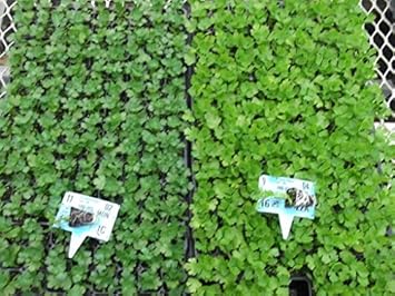 Celery (Apium graveolens) Seeds for Planting