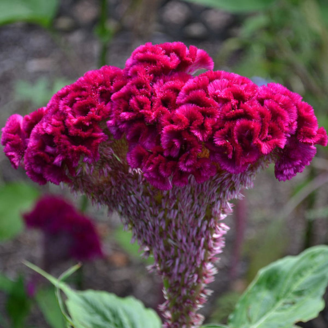 cockscomb heirloom flower seeds