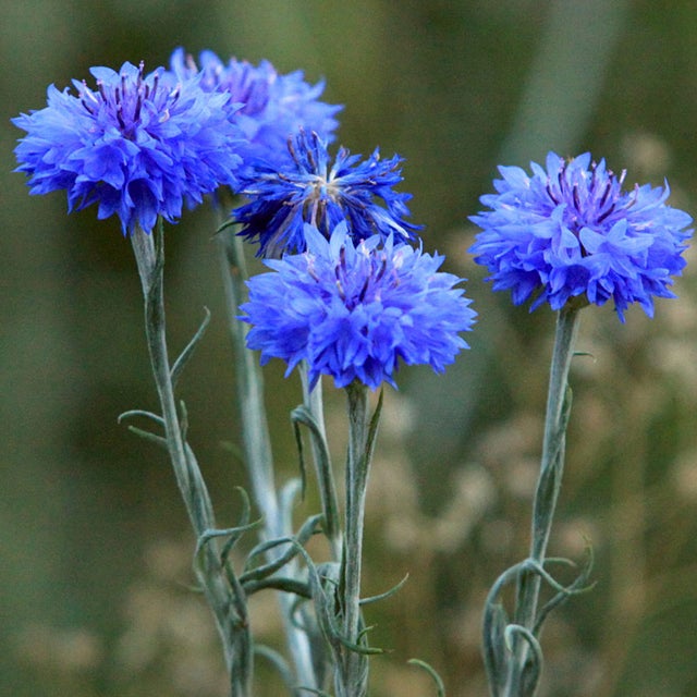 Organic Heirloom Purple Centaurea Cyanus Flower Seeds for Planting – Non-GMO Cornflower Blooms, High Germination