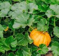 Centner Jelly Giant Pumpkin Seeds for Planting