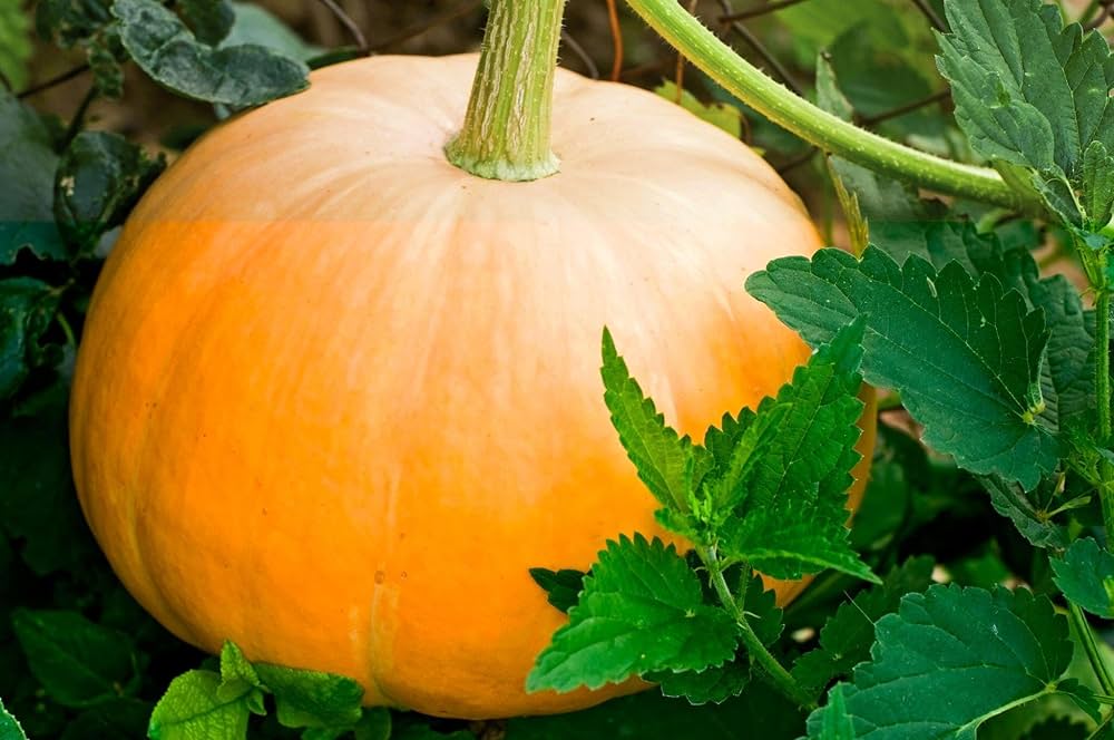 Centner Jelly Giant Pumpkin Seeds for Planting