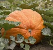 Centner Jelly Giant Pumpkin Seeds for Planting
