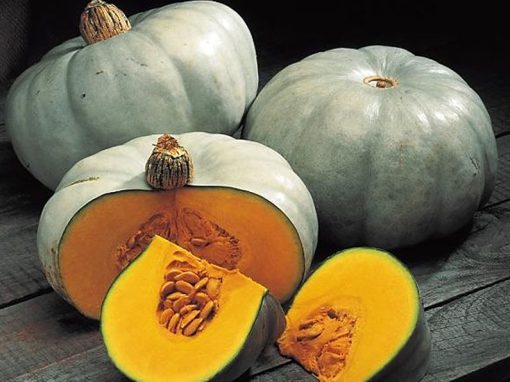 Centner Nelson Pumpkin Seeds for Planting