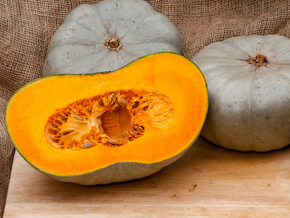 Centner Nelson Pumpkin Seeds for Planting