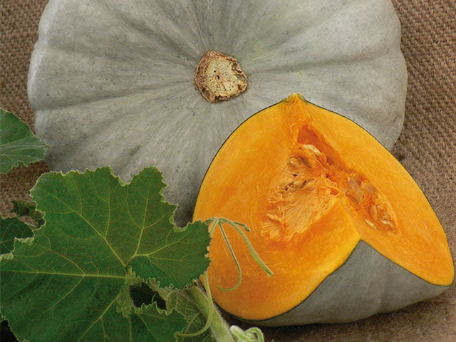 Centner Nelson Pumpkin Seeds for Planting