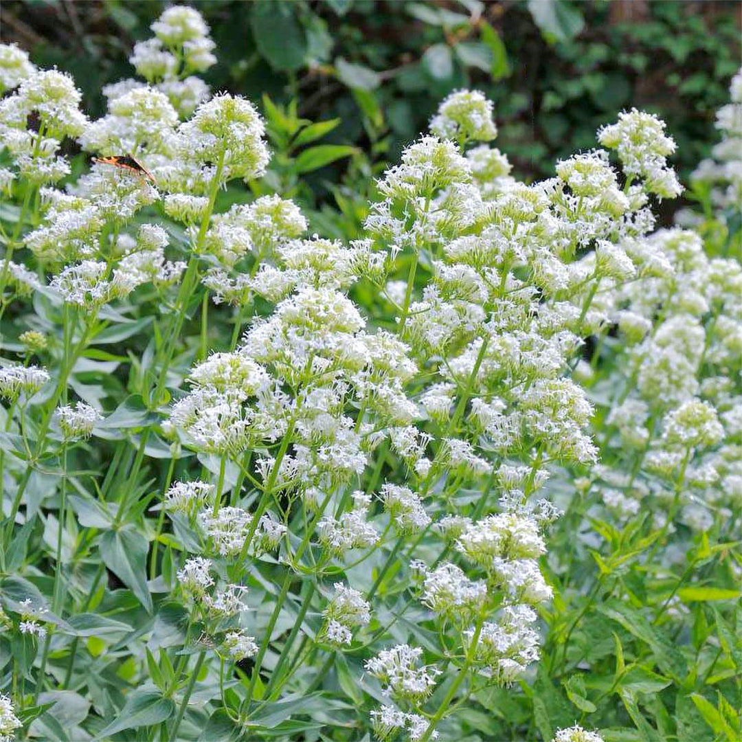 Centranthus Ruber Albus Plant Seeds for Planting 100 pcs