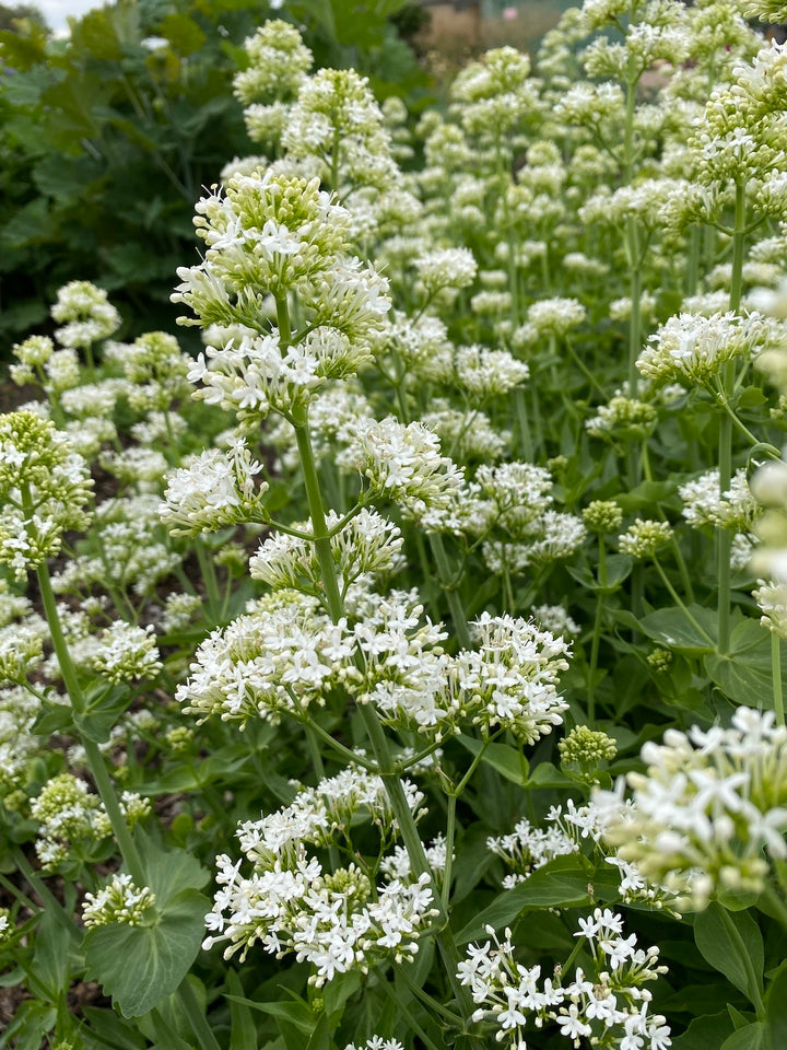 Centranthus Ruber Albus Plant Seeds for Planting 100 pcs