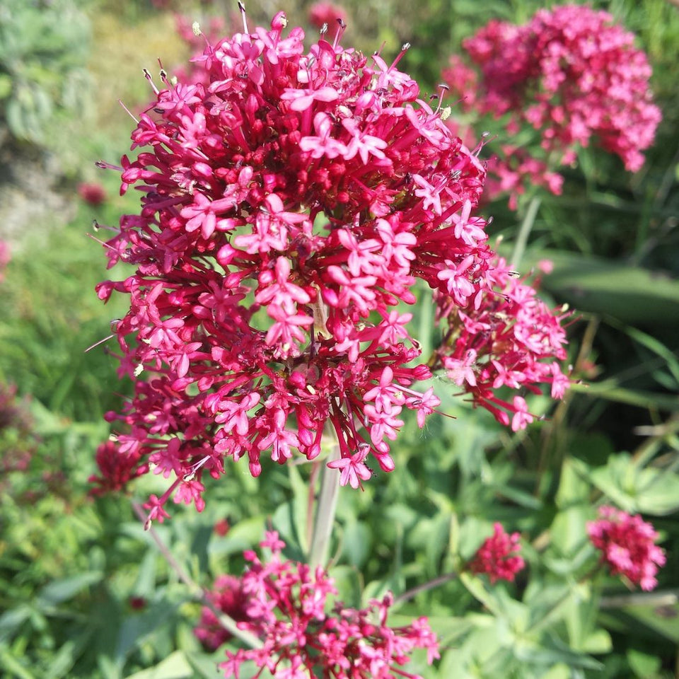 heirloom jupiters flower seeds