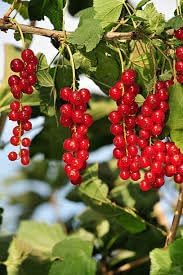 Cereum Berry Seeds