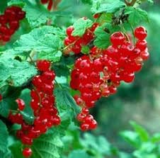 Cereum Berry Seeds