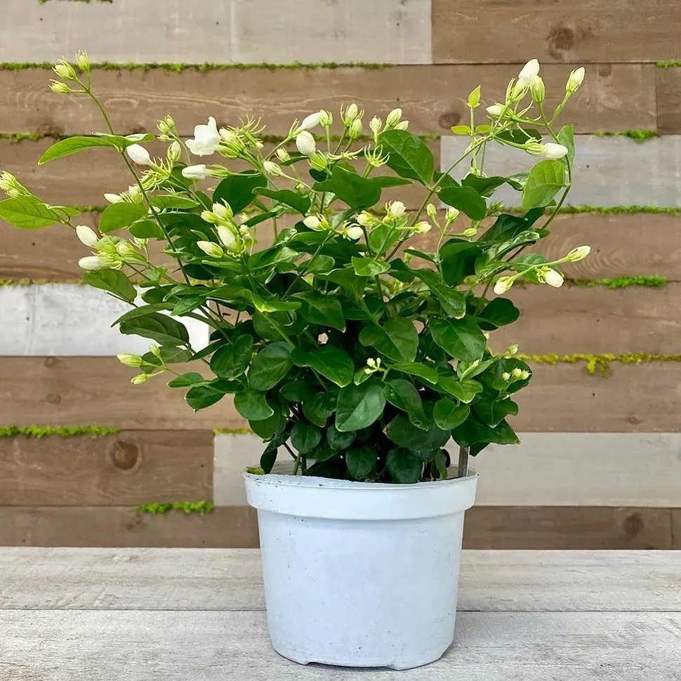 is mogra a indoor plant Mogra Seeds – Heirloom Non-GMO Jasmine – Neeraseeds
