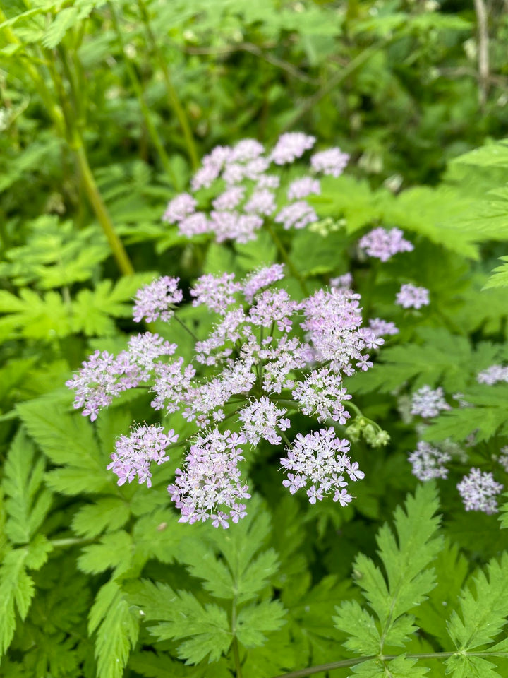 Chaerophyllum blomsterfrø til plantning - 100 stk