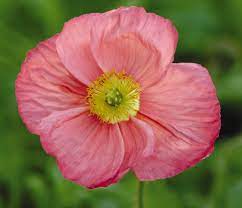 Champagne Bubbles Pink Iceland Poppy Flower Seeds for Planting