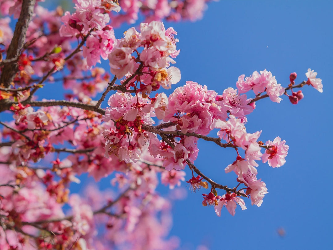 cherry blossom flower seeds