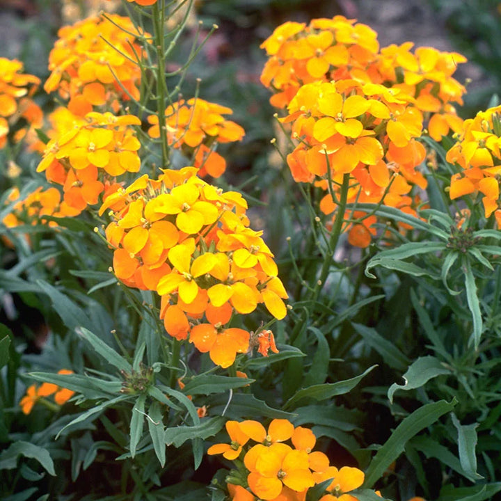 Heirloom Non-GMO Orange Cheiranthus Flower Seeds for Bright Garden Borders and Planting