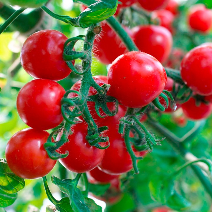 Cherry Tomato Vegetable Seeds for Planting