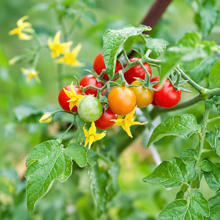 Cherry Tomato Vegetable Seeds for Planting