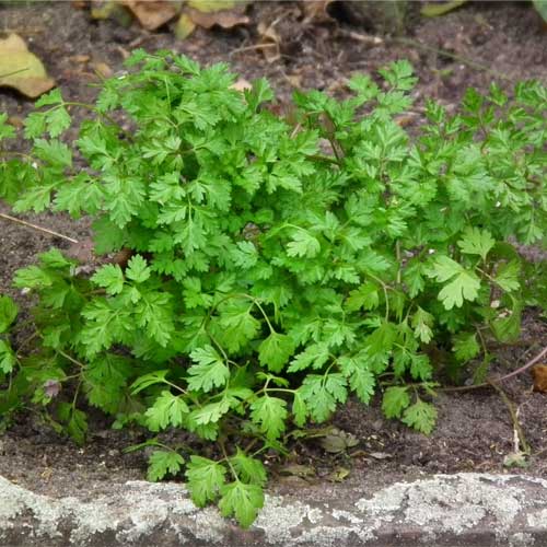 French Chervil Seeds for Planting – Heirloom, Non-GMO Culinary Herb (Anthriscus cerefolium)