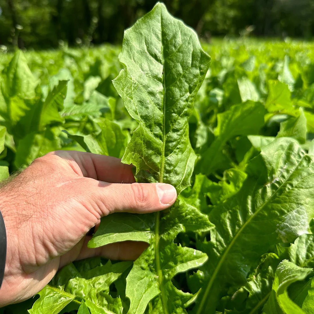 oasis chicory flower seeds