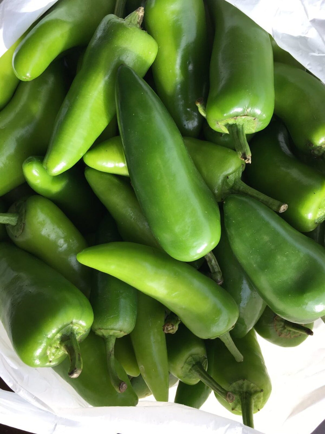 Indian Short Green Chili Seeds – Bullet Chili Vegetable Seeds for Planting, High Yield, Non-GMO, Spicy Variety